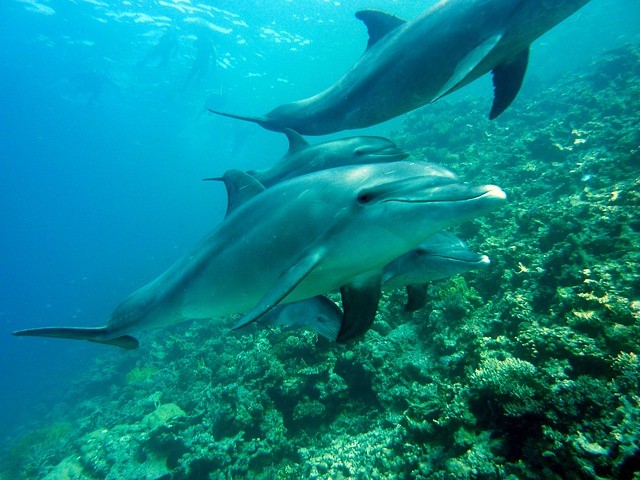 weetjes over dolfijnen