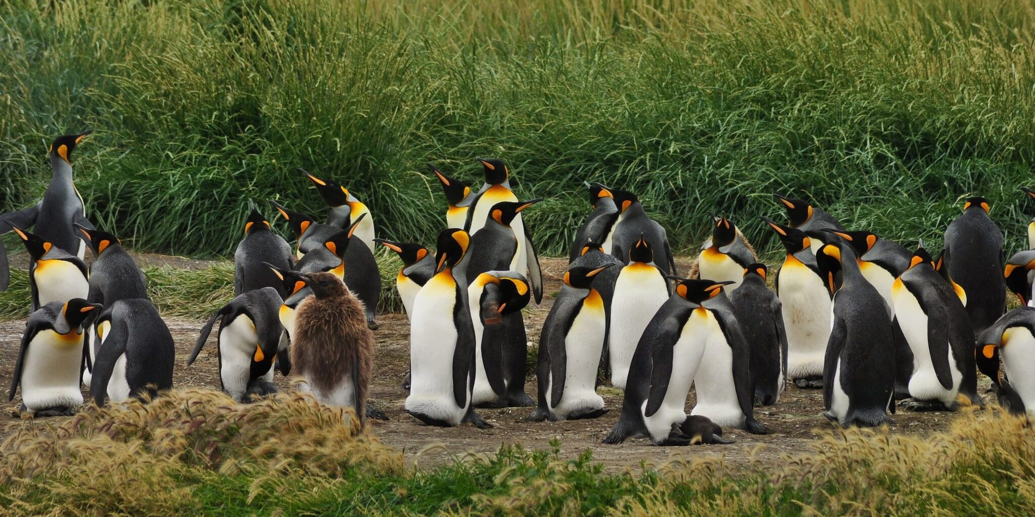 pinguïn weetjes pinguïn weetjes