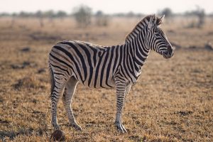 weetjes over de zebra