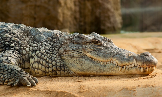 krokodillen weetjes