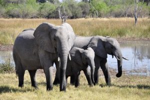 weetjes over olifant