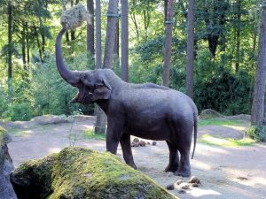weetjes over olifanten