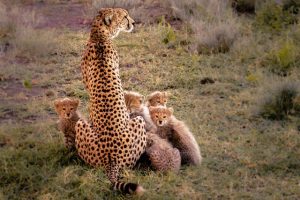 Cheeta met jongen