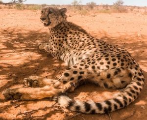Cheeta ligt in de savanne in de schaduw 