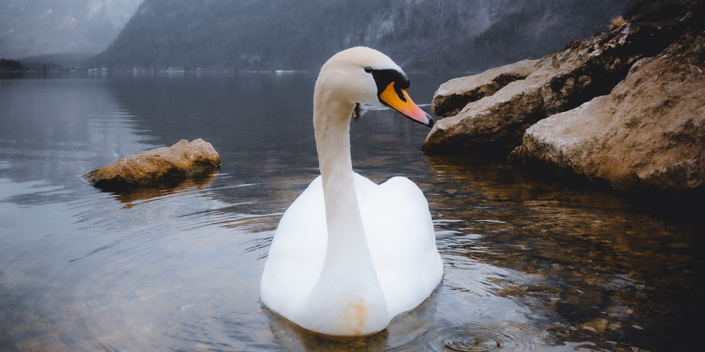 Zwanen weetjes Zwanen weetjes