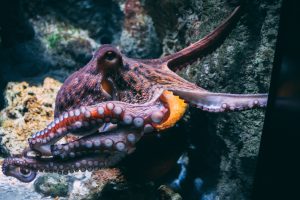octopus weetjes 