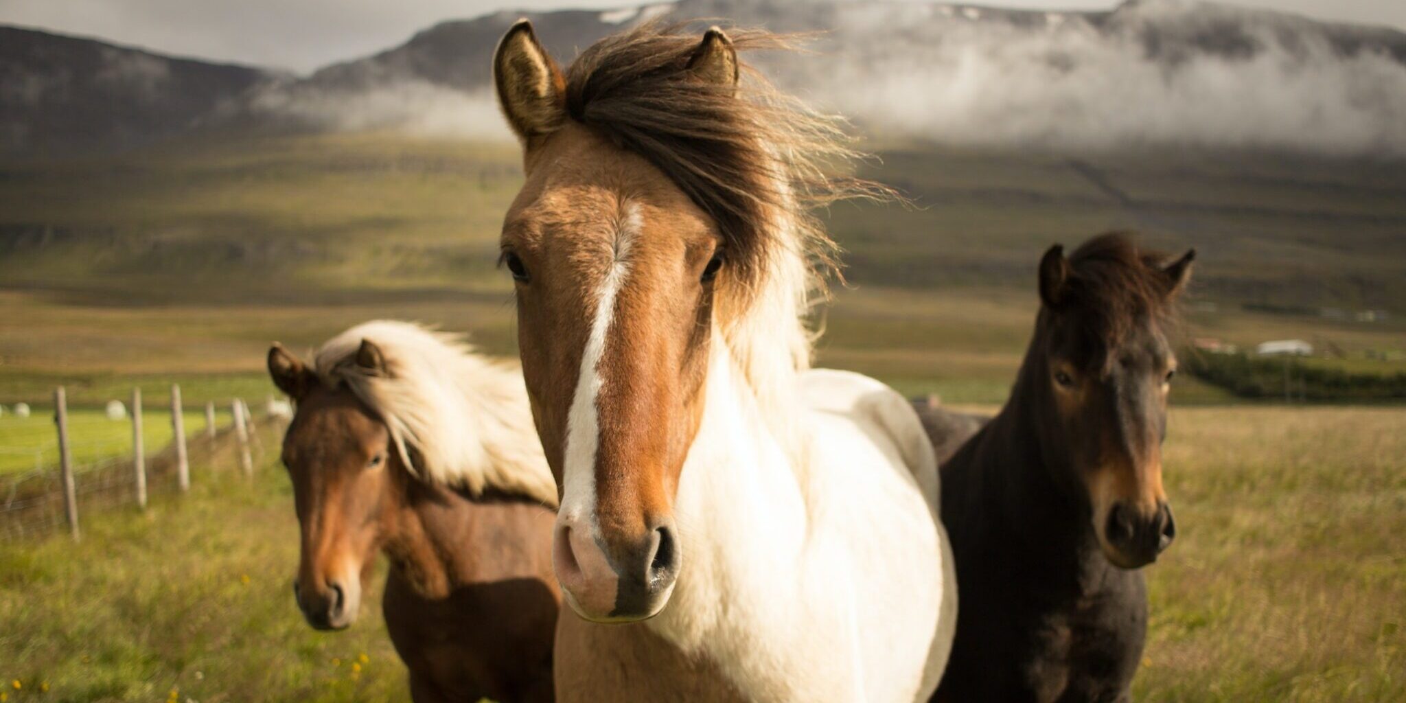 Paarden weetjes Paarden weetjes