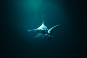 weetjes over haaien