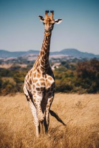 weetjes over de giraffe