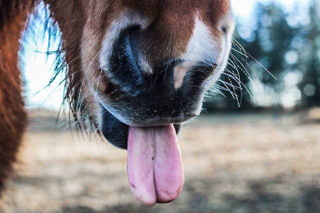 paard neus en tong
