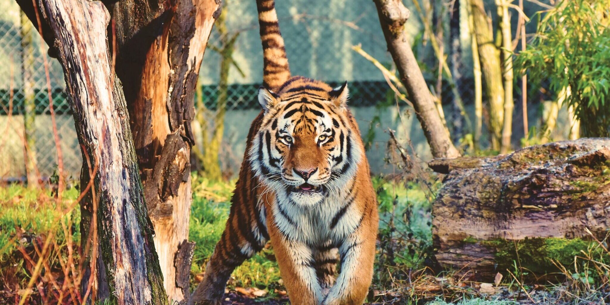 tijger weetjes