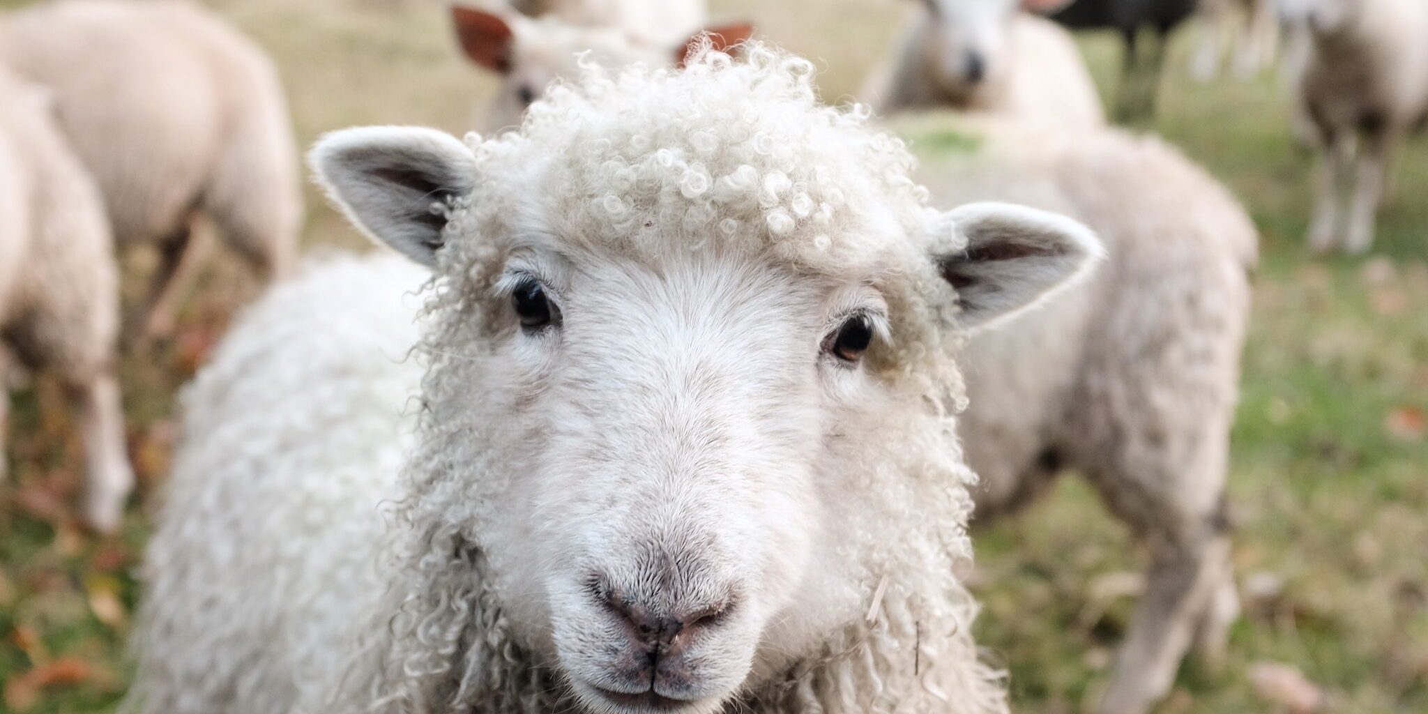 sam-carter-GHOiyov2TSQ-unsplash schapen weetjes