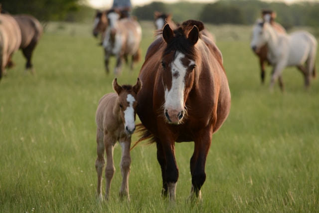 zwanger paard met veulen