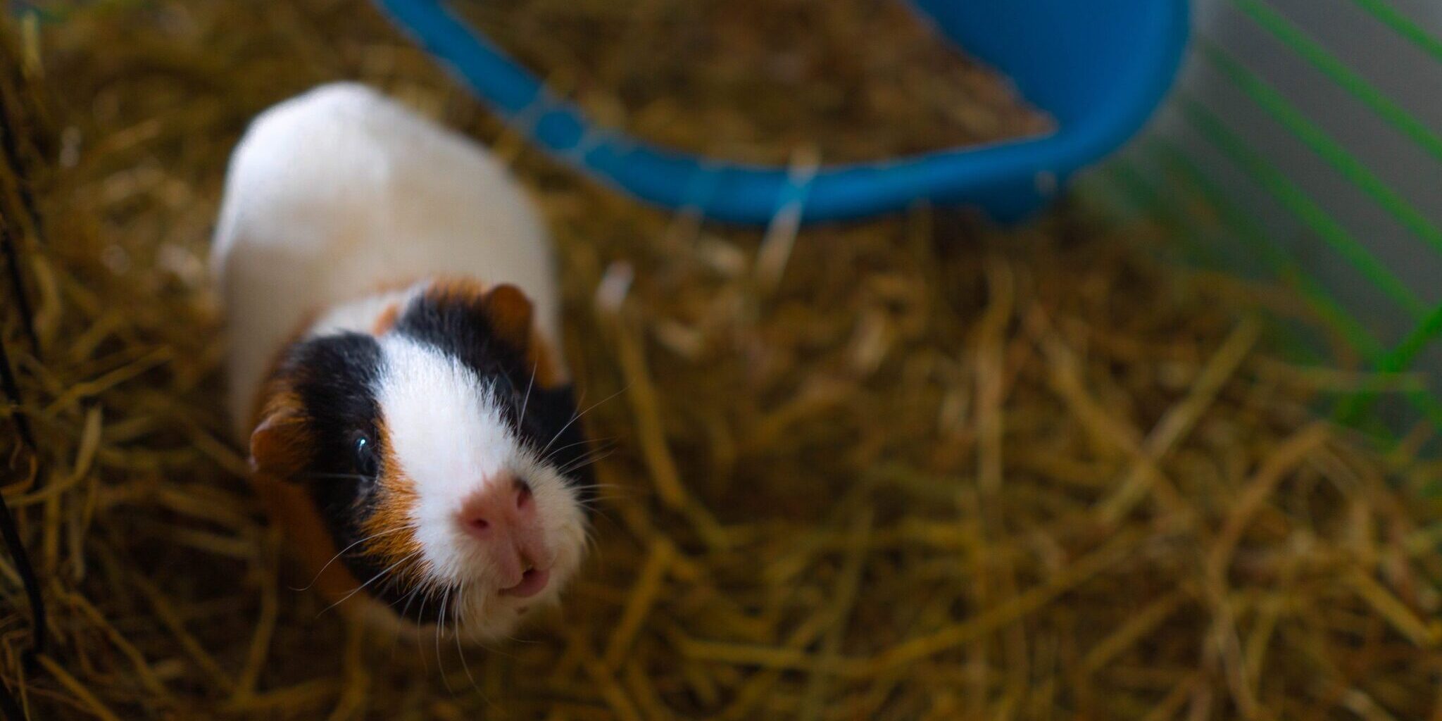 cavia weetjes