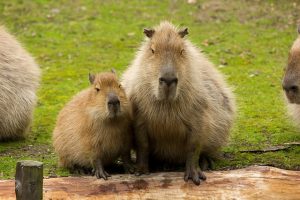 capibara weetjes