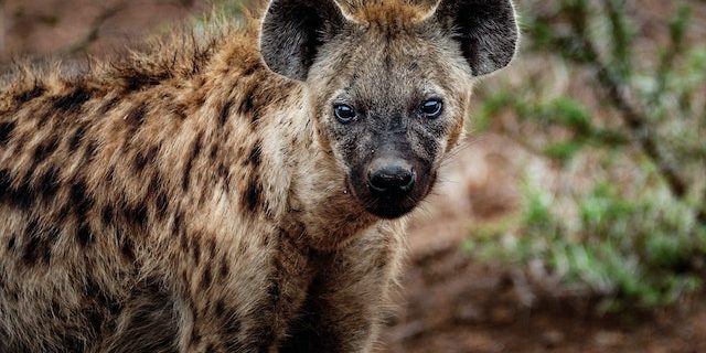 hyena weetjes