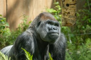 gorilla weetjes