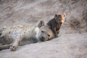 hyena weetjes