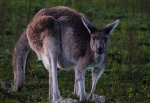 kangoeroe weetjes