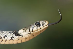 slangen weetjes