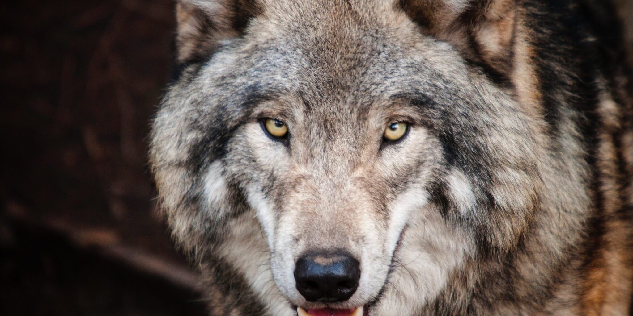 wolf weetjes