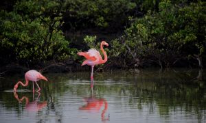 flamingo weetjes