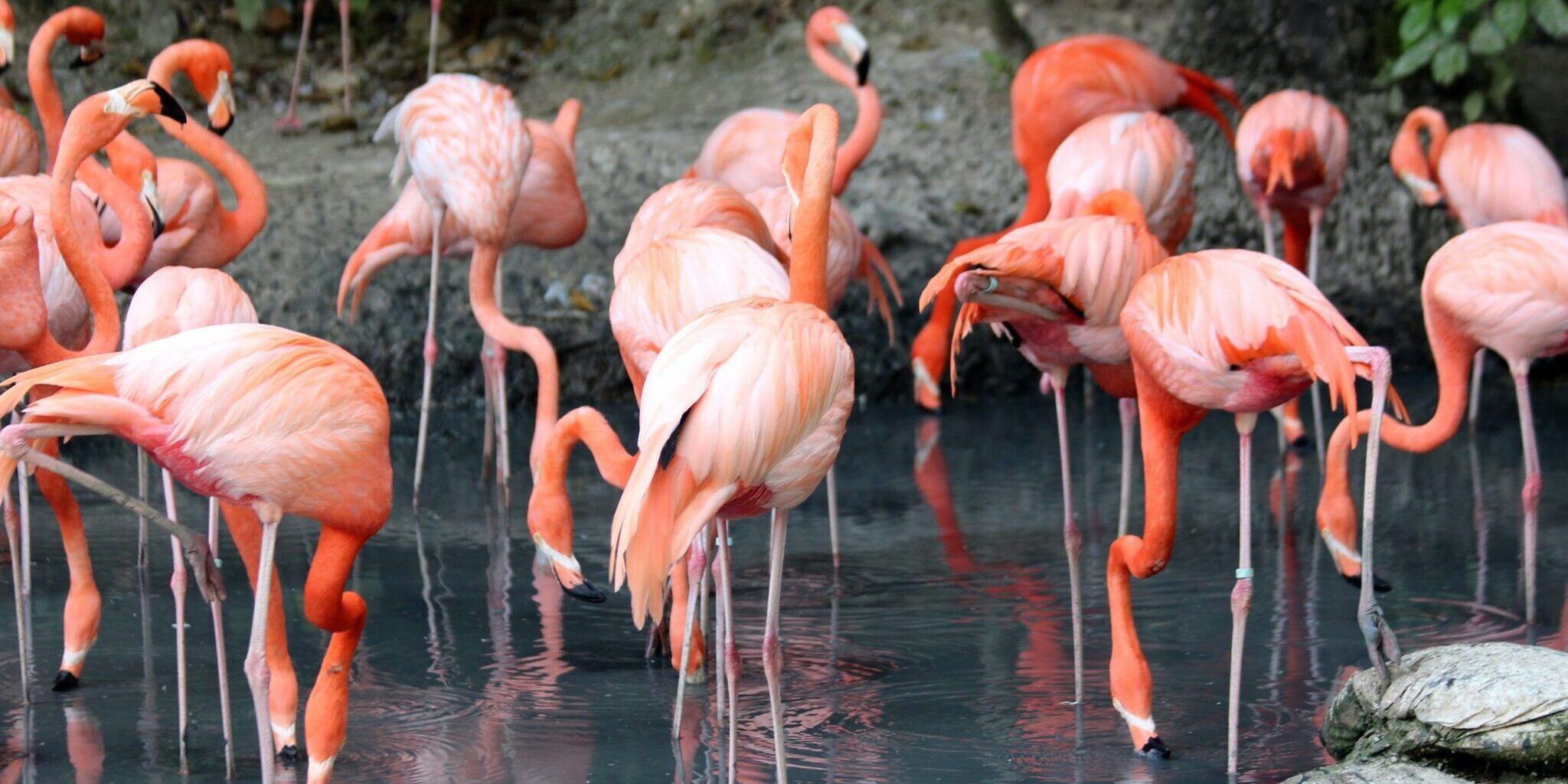 flamingo weetjes