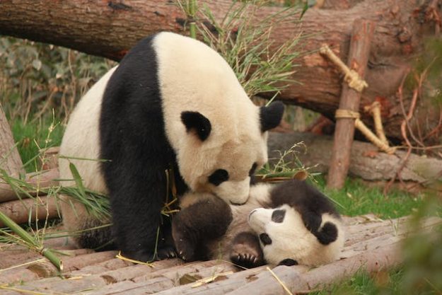 Moeder en baby panda Panda weetjes