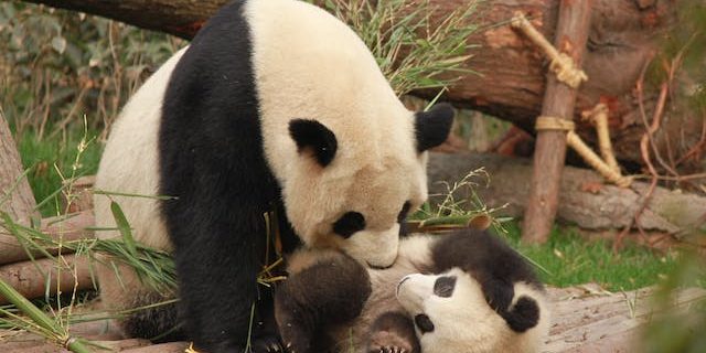 Moeder en baby panda Panda weetjes