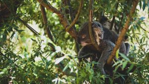 Koala weetjes