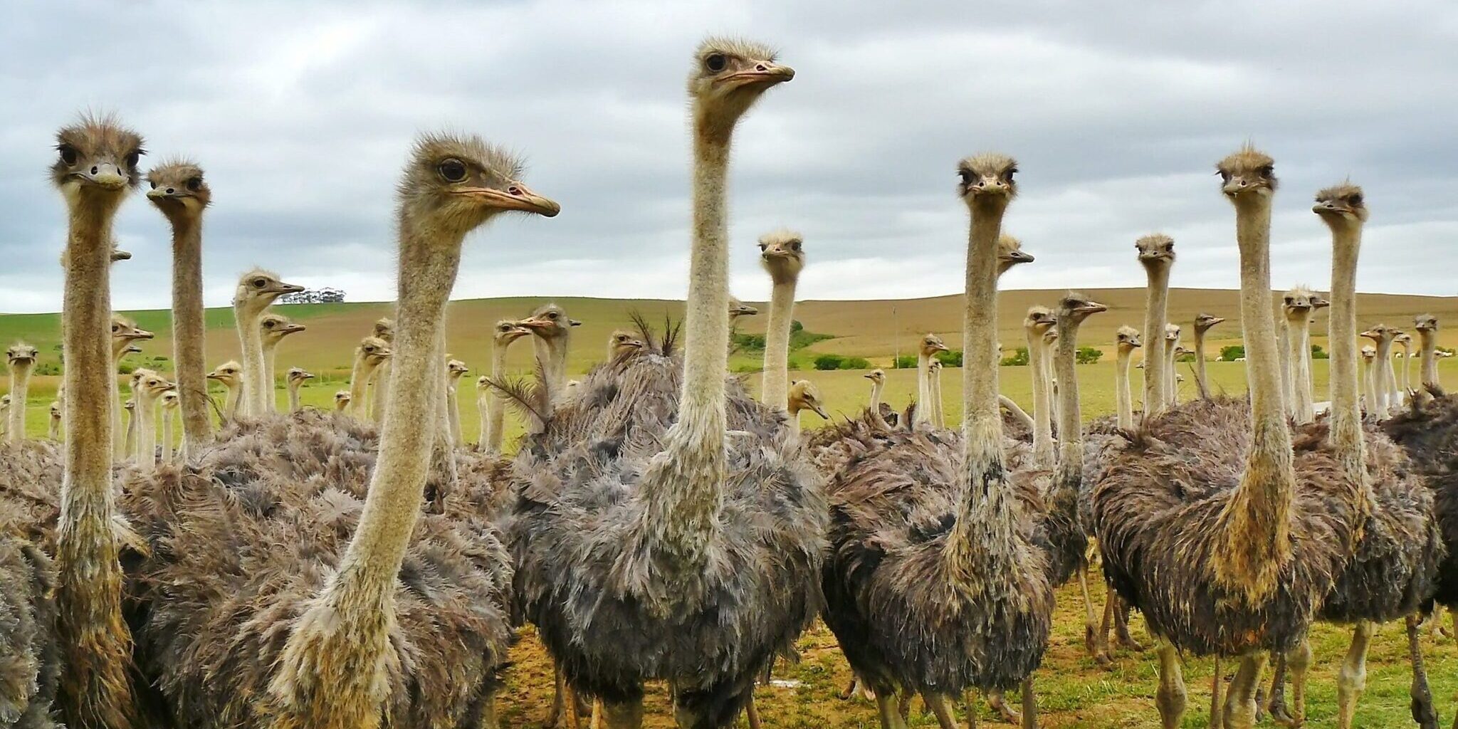 struisvogel weetjes