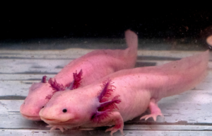 weetjes axolotl 