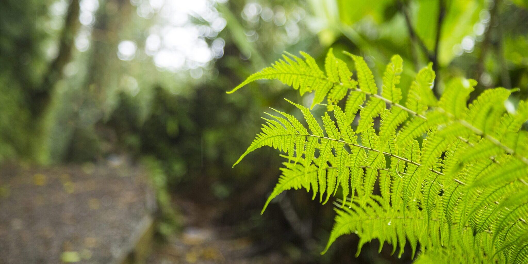 green-fresh-fern-branch-rainforest plant bodem ph-waarde