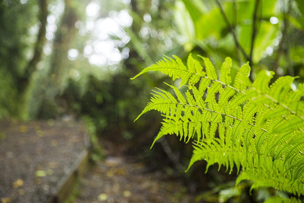 green-fresh-fern-branch-rainforest plant bodem ph-waarde