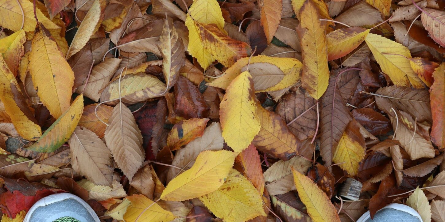 Tuin in herfst met vallende bladeren rondom bomen als oorzaak van verstopping in bladrooster dakgoot