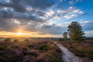 Nederlands heidelandschap met bloeiende paarse heide, wandelpad en wisselende wolkenlucht tijdens een rustige zomeravond