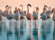 Roze flamingo's staan in ondiep water bij zonsopgang