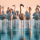 Roze flamingo's staan in ondiep water bij zonsopgang