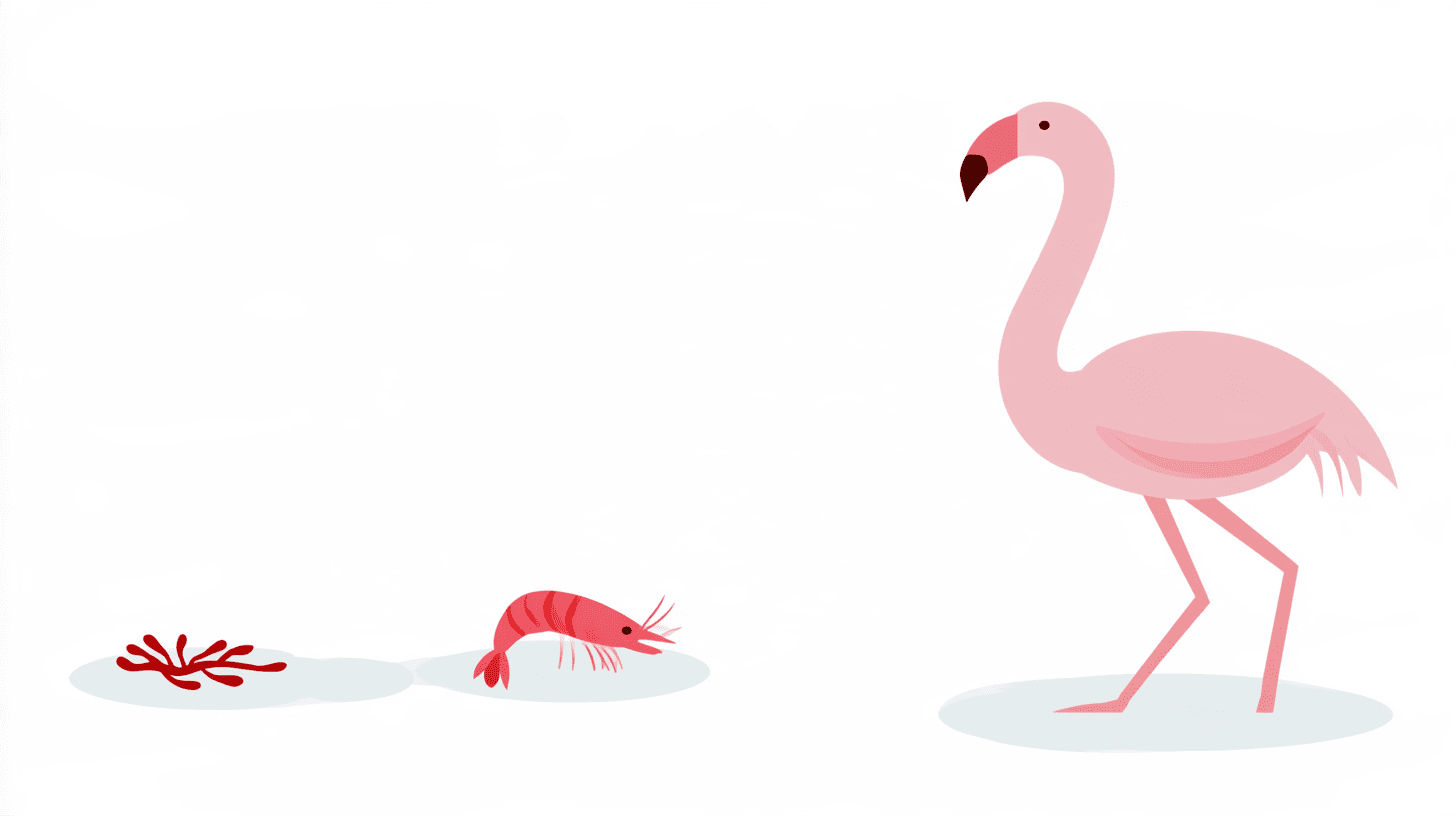 Voedselketen van algen via garnalen naar een roze flamingo